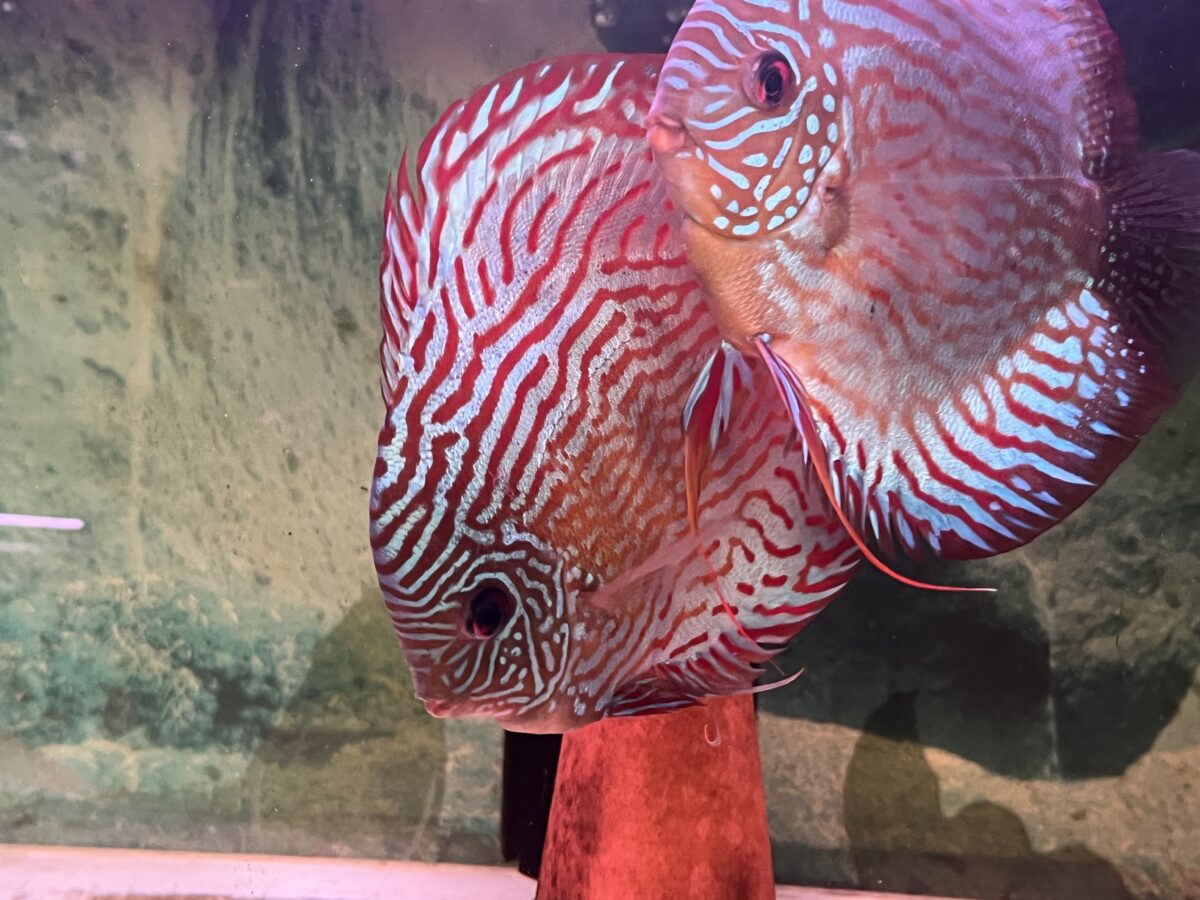 ドイツロートPR