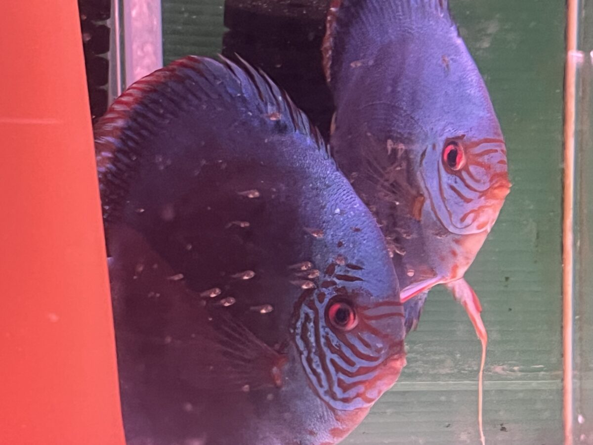 オリジナルコバルト稚魚