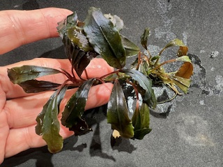 ブセファランドラsp.クダガン アヌビアスナナ アヌビアスナナ·プチナナ 🌱ブセファランドラ、アヌビアス入荷🌱 昨日と今日でたくさん