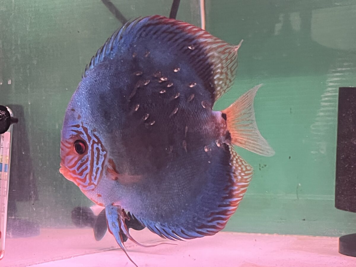 オリジナルコバルト体着中！