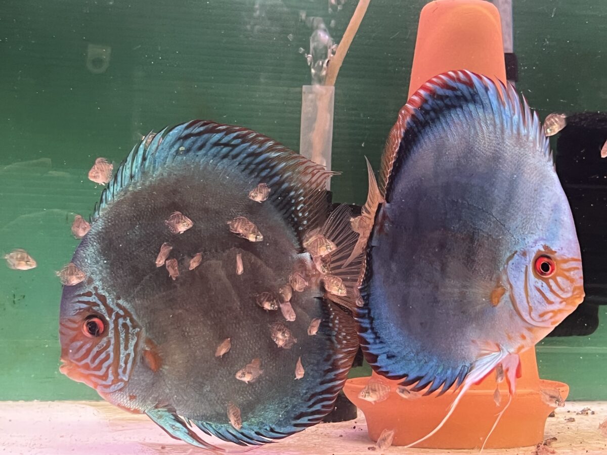 オリジナルコバルト