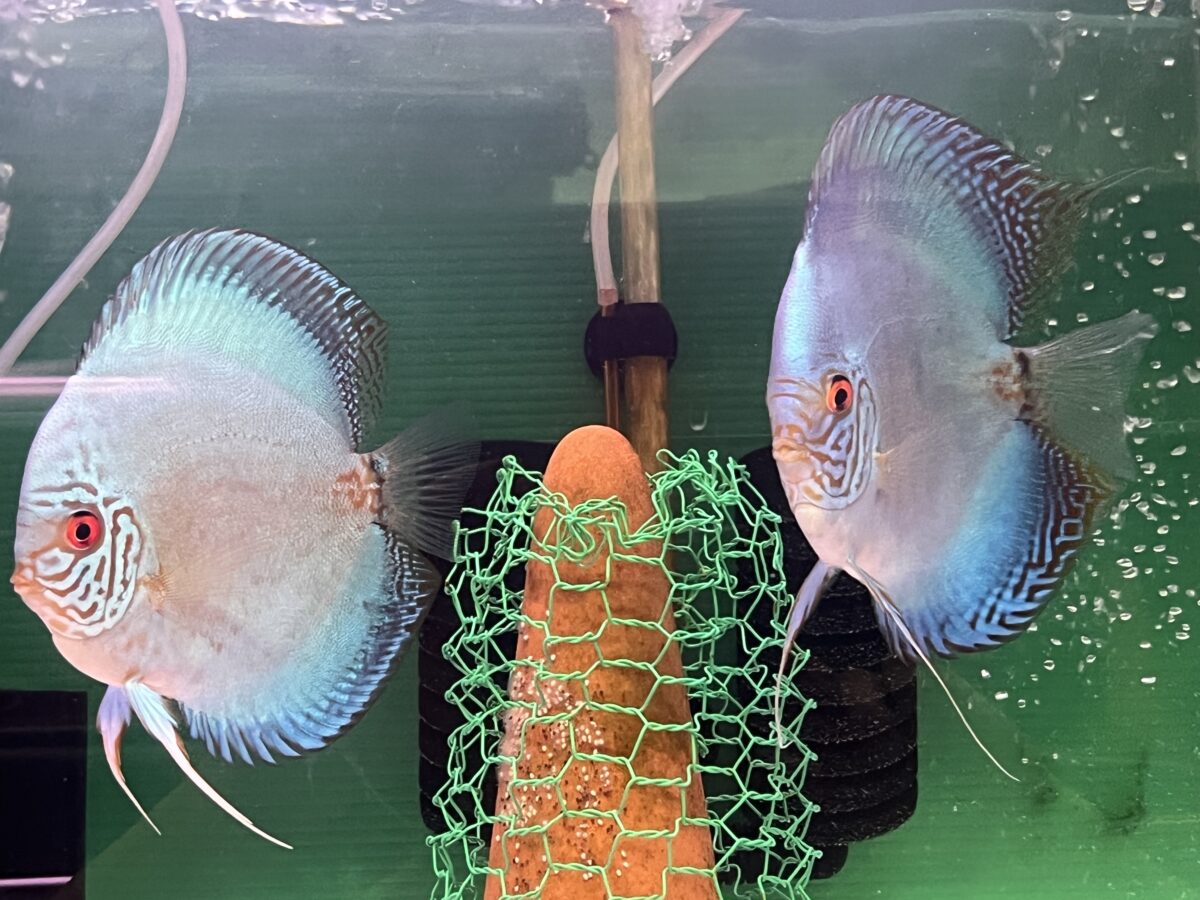 NO.108329PR稚魚孵化！