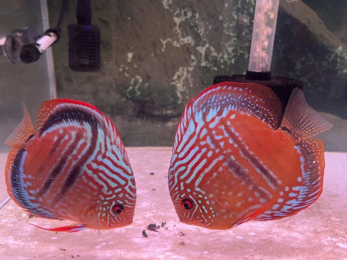 オリジナルクリペアヘッケル