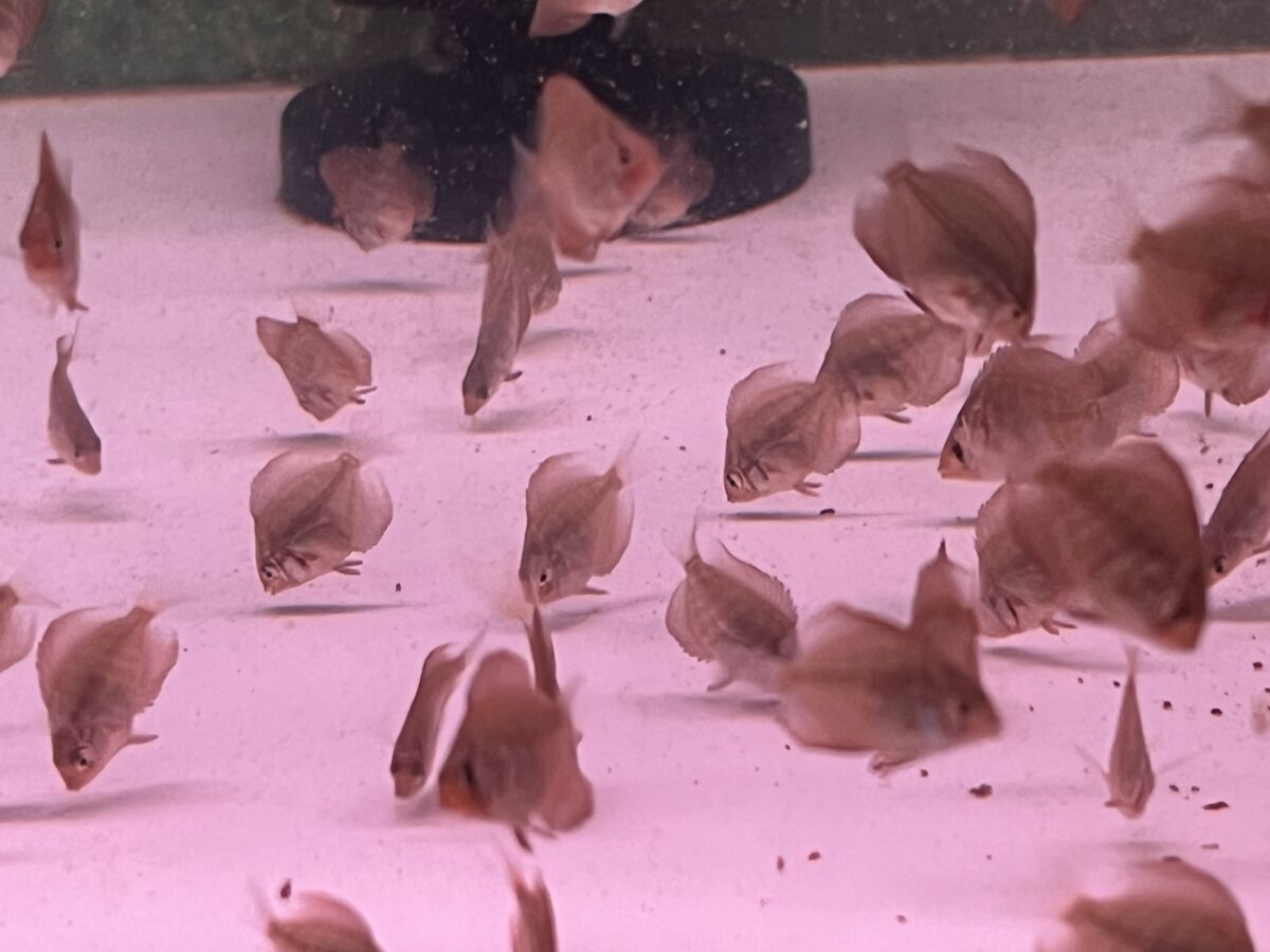 クリペアヘッケル稚魚