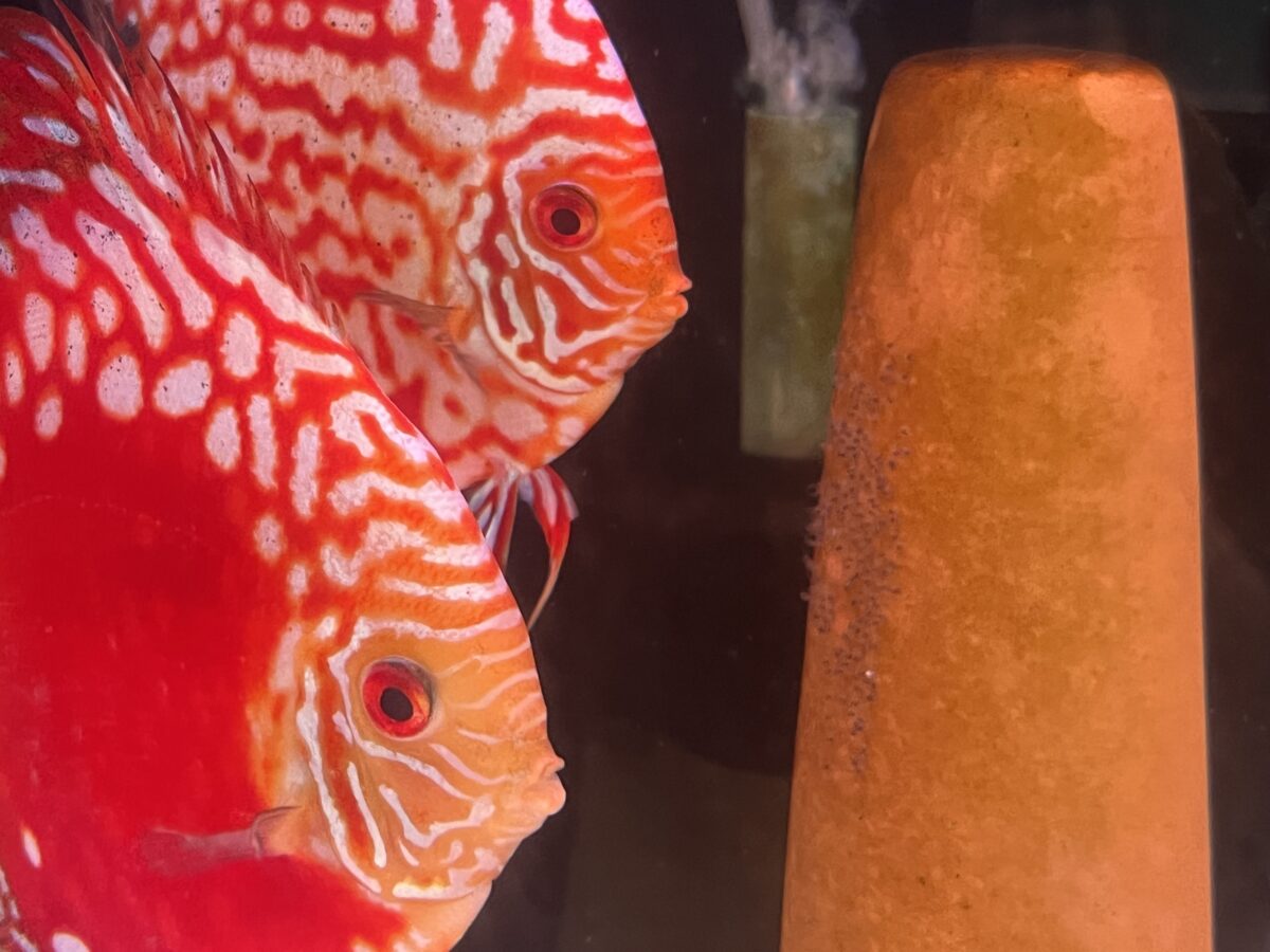 代理親の稚魚