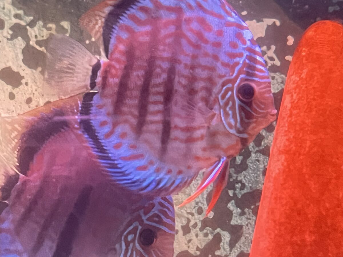 ヘッケル体着