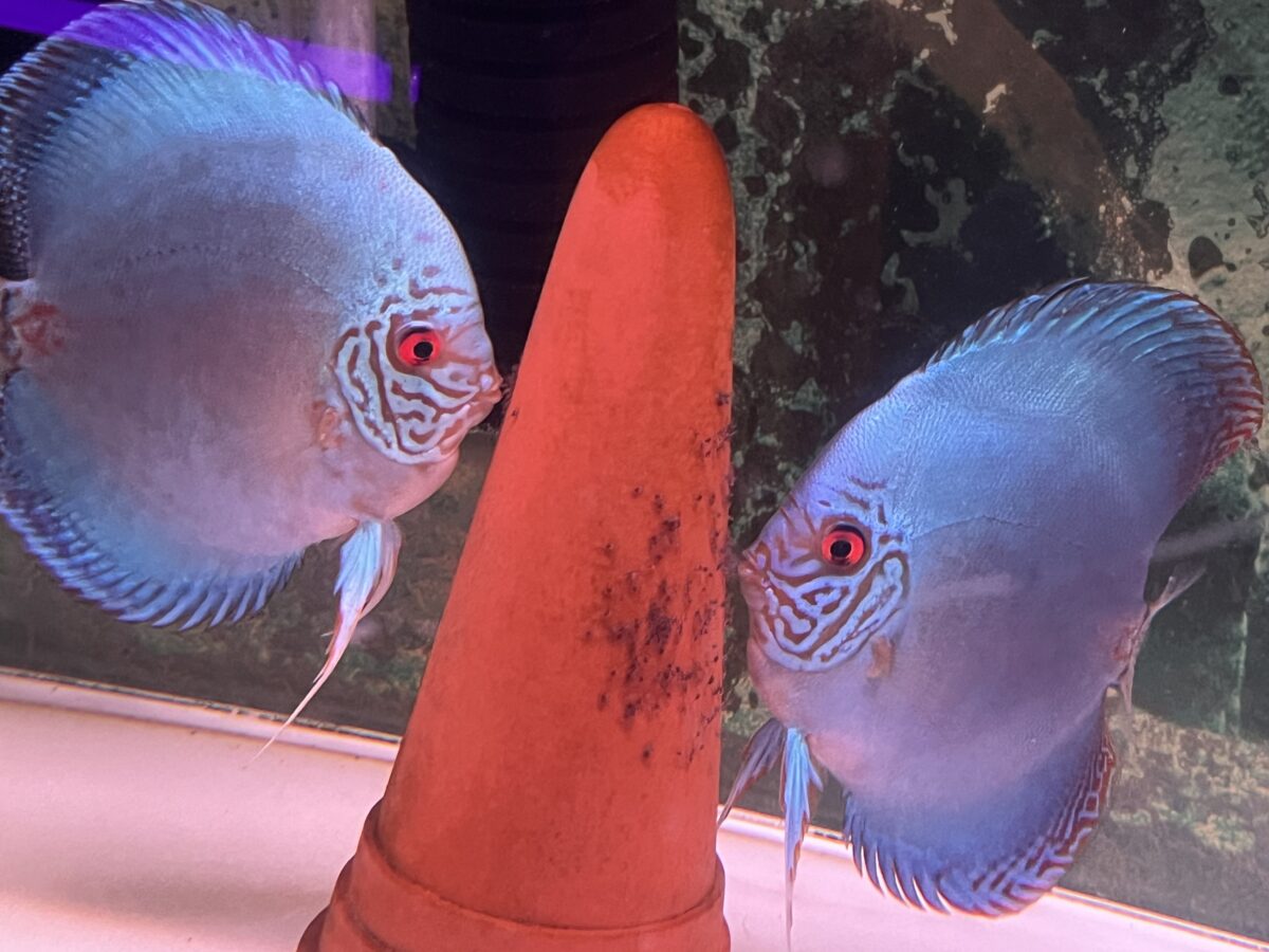 コバルト稚魚