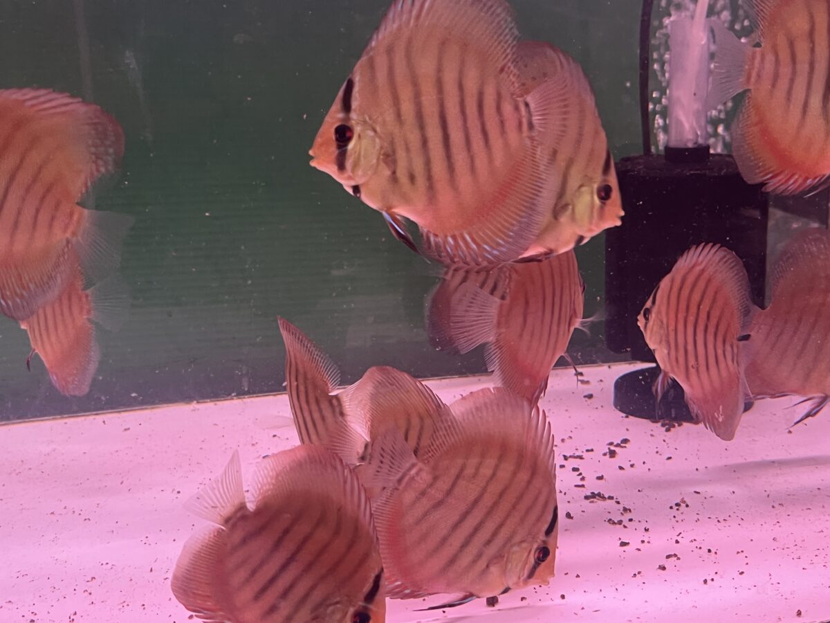 クリペア2匹セット