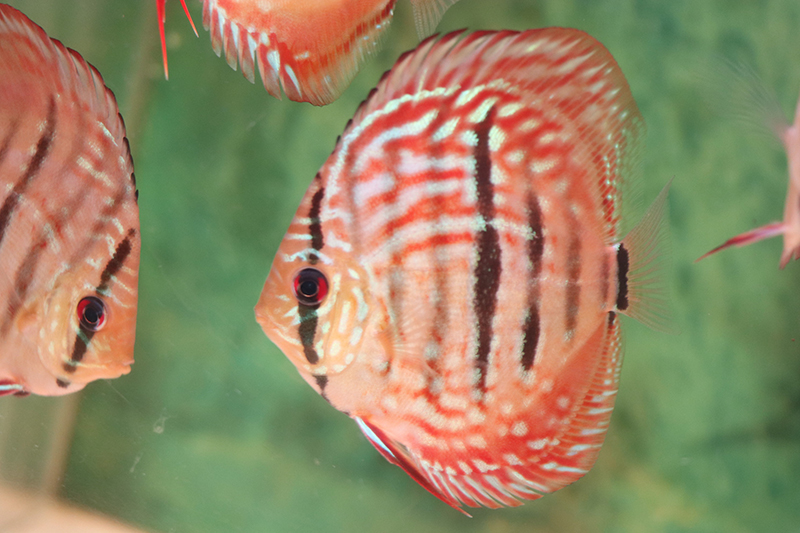 ロイヤルブルーヘッケル