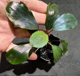 緊急値下げ ブセファランドラsp ブラウニーゴースト　カプアス 10株 水草 ブセファランドラ SP. ブラウニーゴースト KAPUAS HULU POT