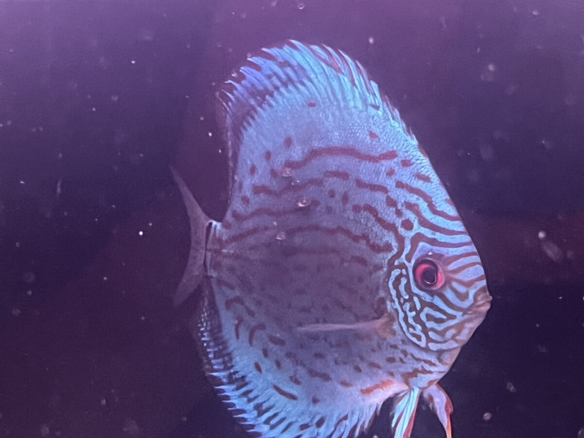コバルト親魚