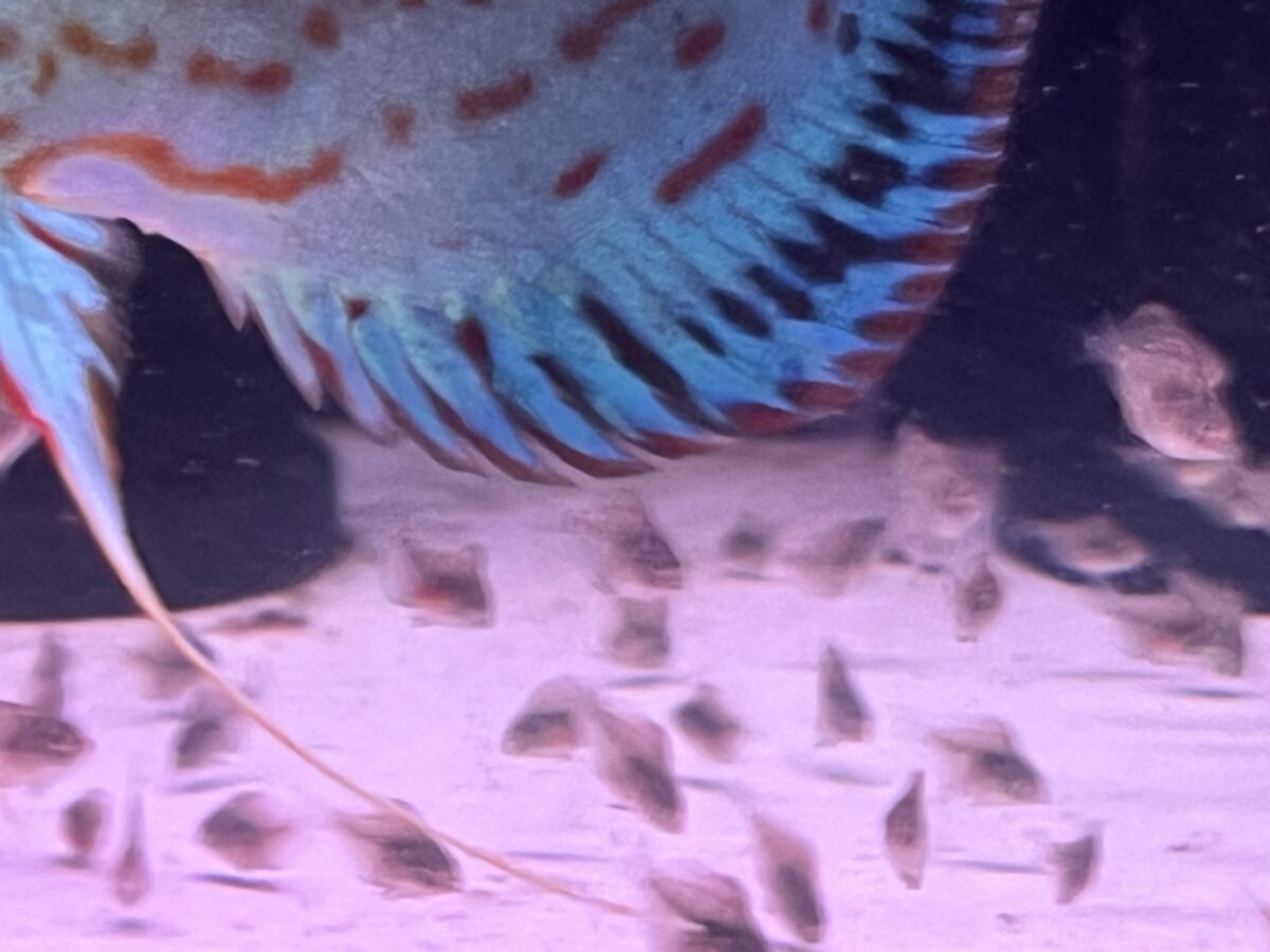 オリジナルコバルト稚魚
