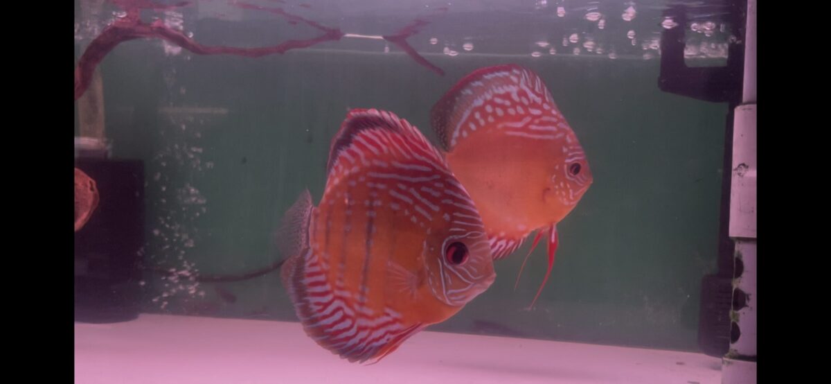 WILDクロスPR