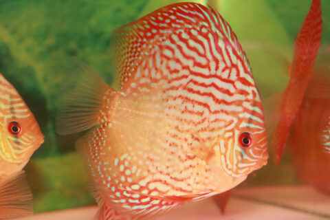 アクリル水槽 90×45×45 大型魚古代魚シクリッド金魚錦鯉