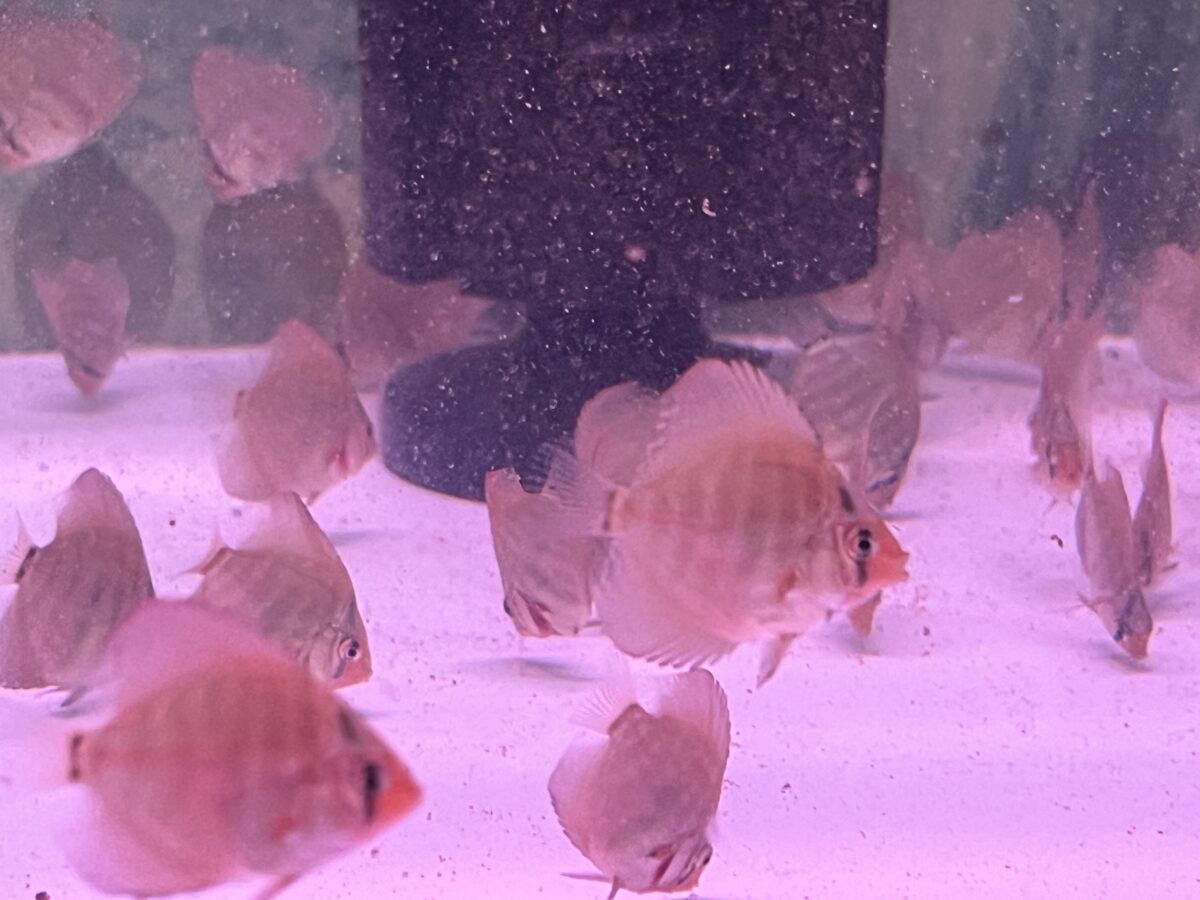 稚魚の成長