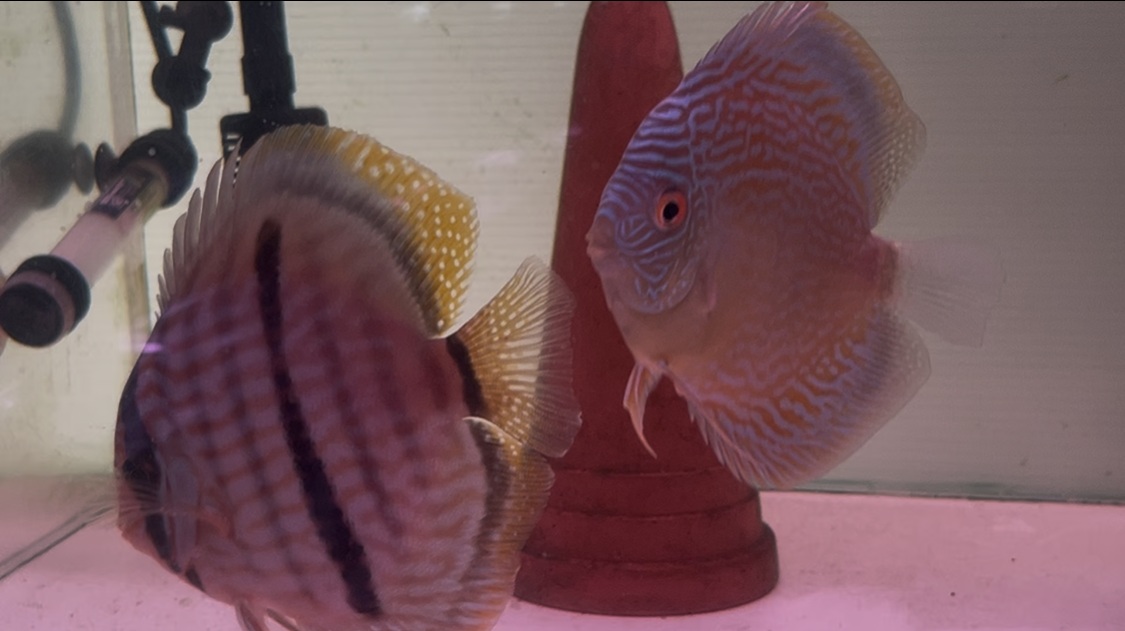 WILDクロス
