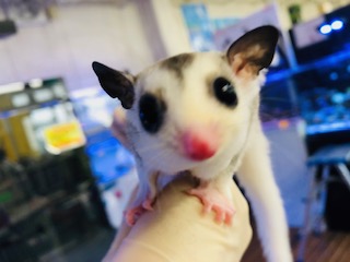 UGOさんブリード入荷しました