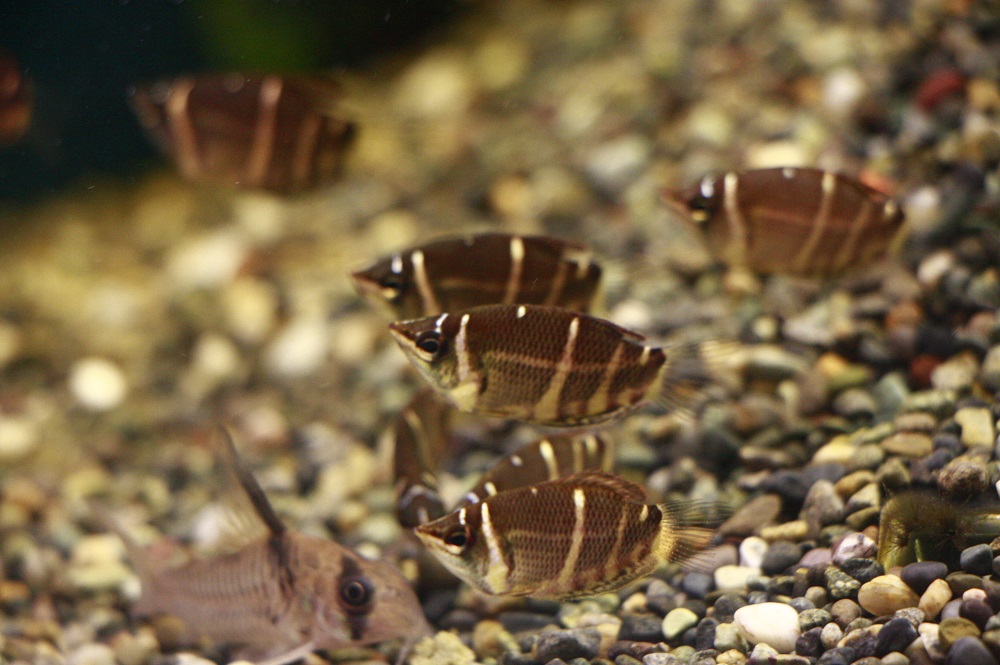 チョコレートグラミー調子良好！