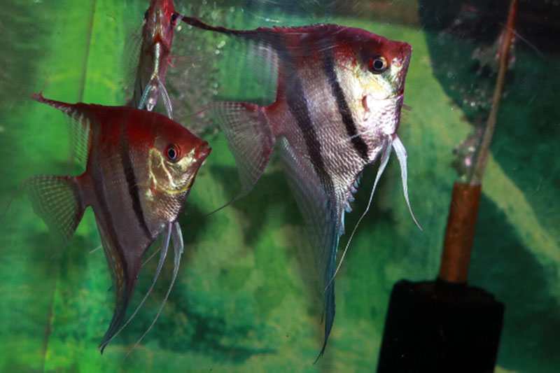 ワイルド・サンタイザベル・レッドショルダーエンゼル10cm前後No10サマーセール特価 熱帯魚 レッドショルダーエンゼル サンタイザベル産 WILD (LL) 3匹