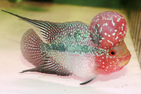 美】ビッグヘッドフラワーホーン【23cm±】水槽フィルター飼育セット等一式