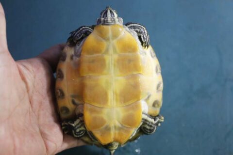 99306