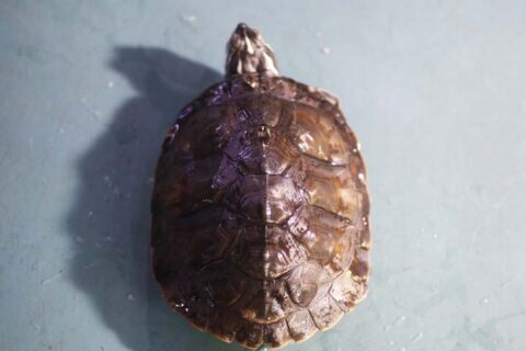 99287