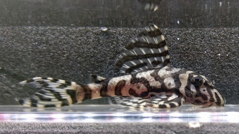 エントリーNO105