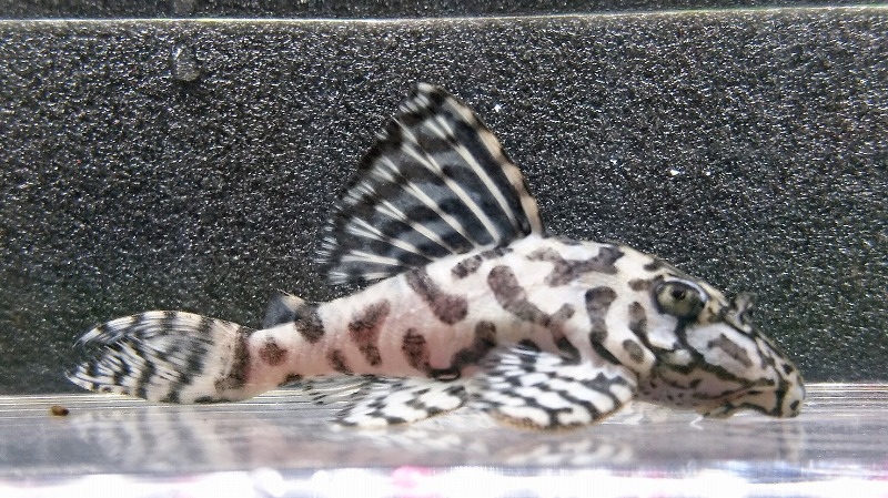 エントリーNO133