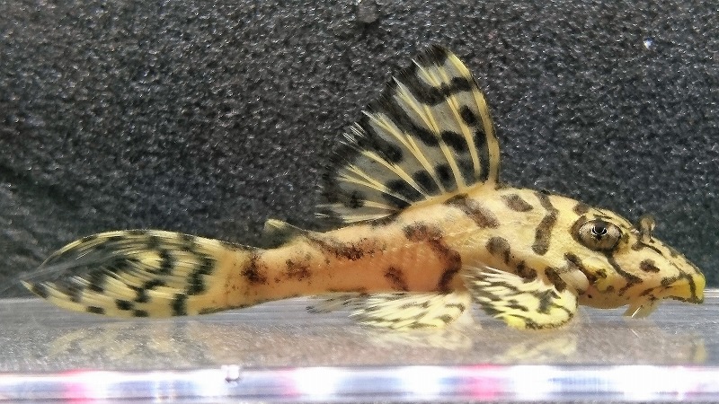 エントリーNO109