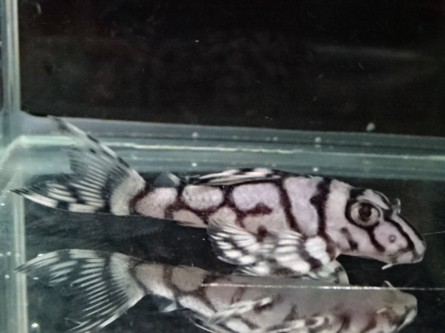 エントリーNO085