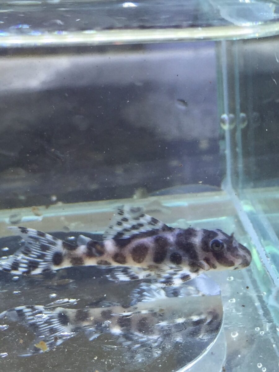 エントリーNO036