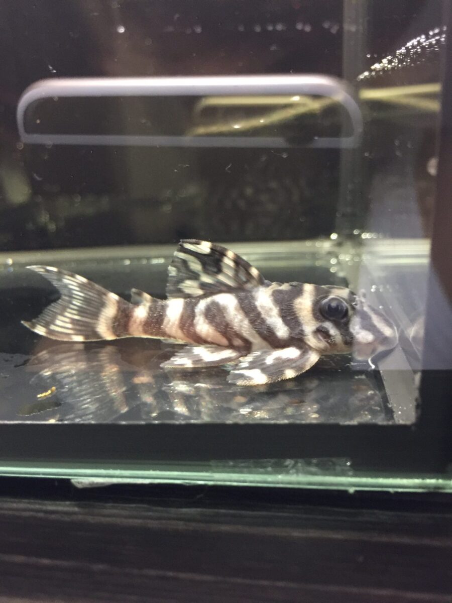 エントリーNO037