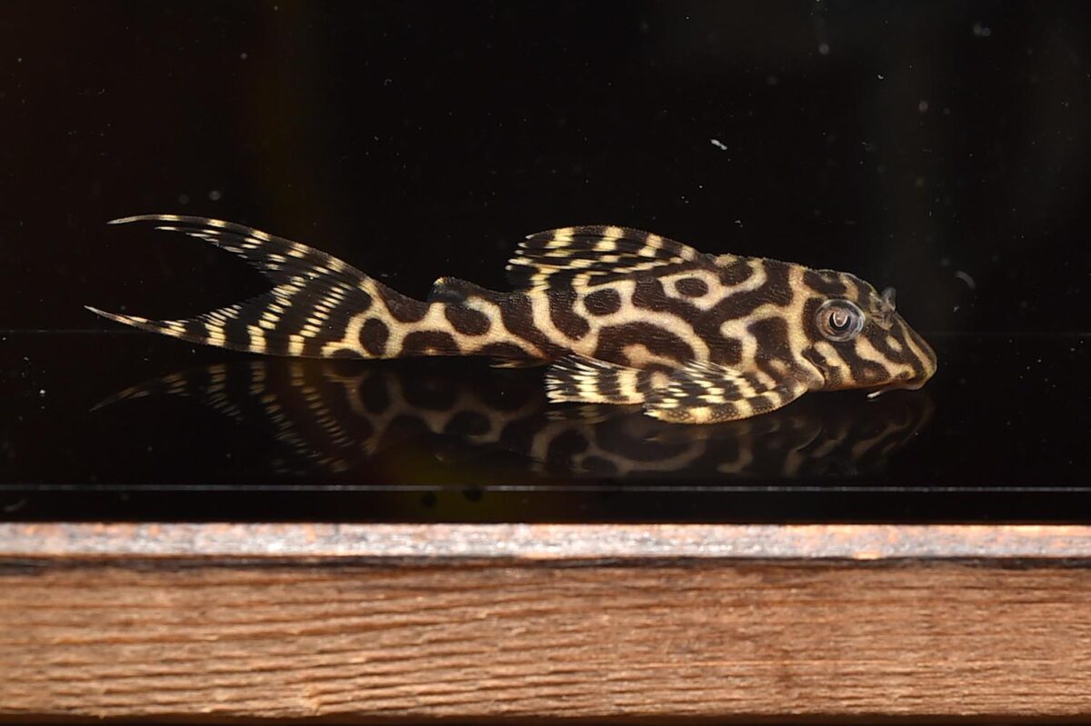 エントリーNO001