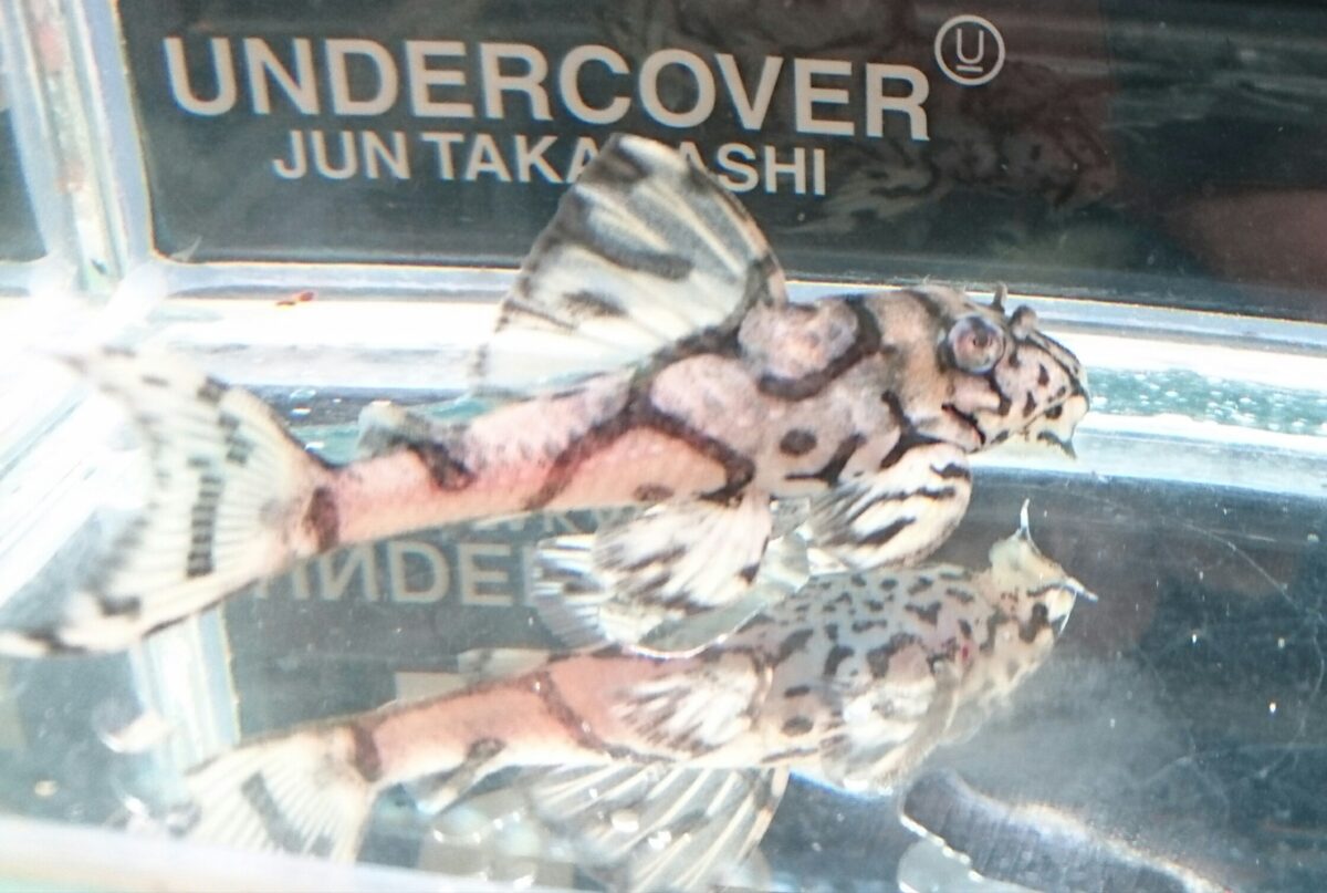 エントリーNO082