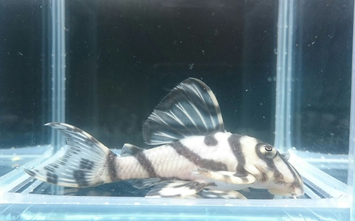 エントリーNO118