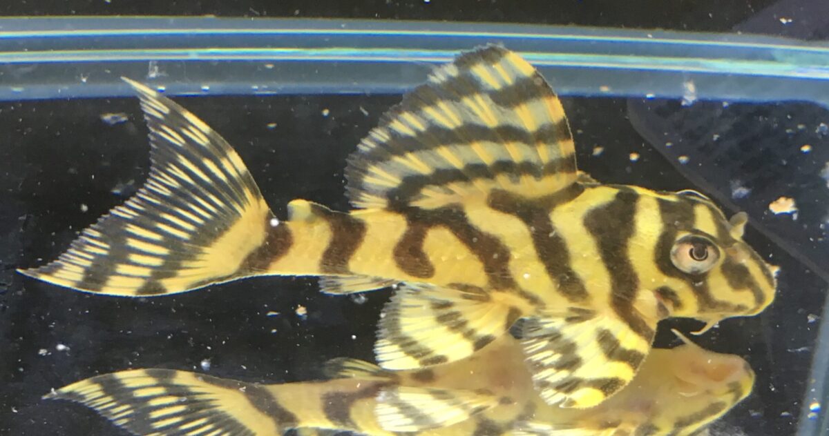 エントリーNO042