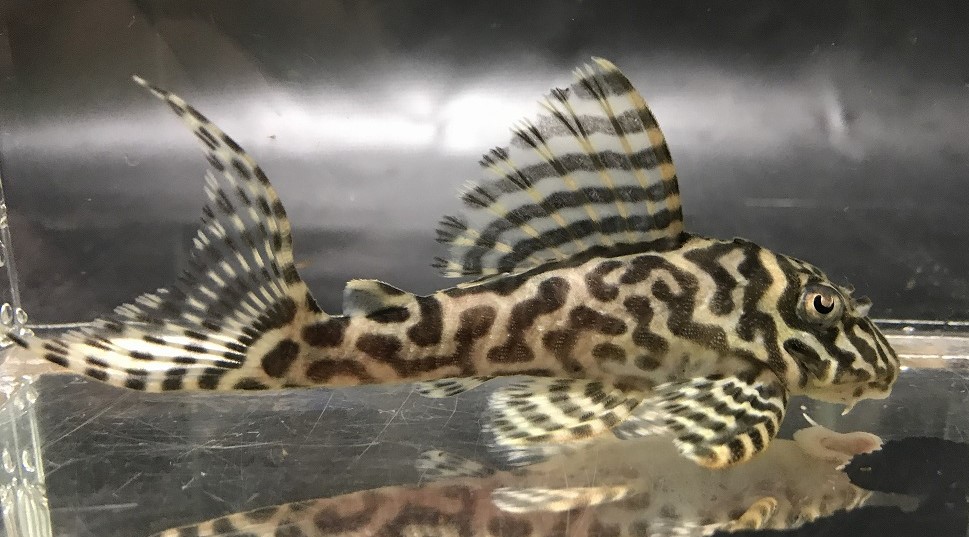 画像参加　エントリーNO054