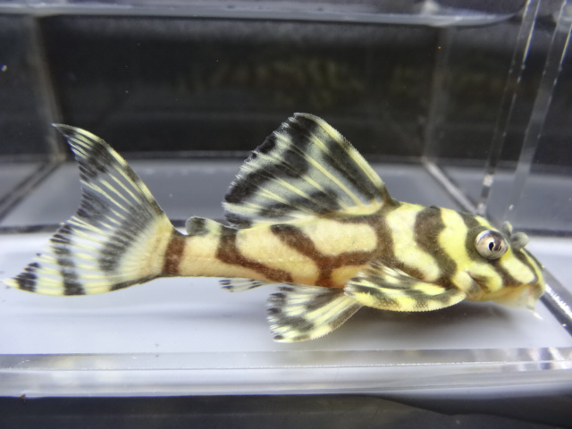 エントリーNO006