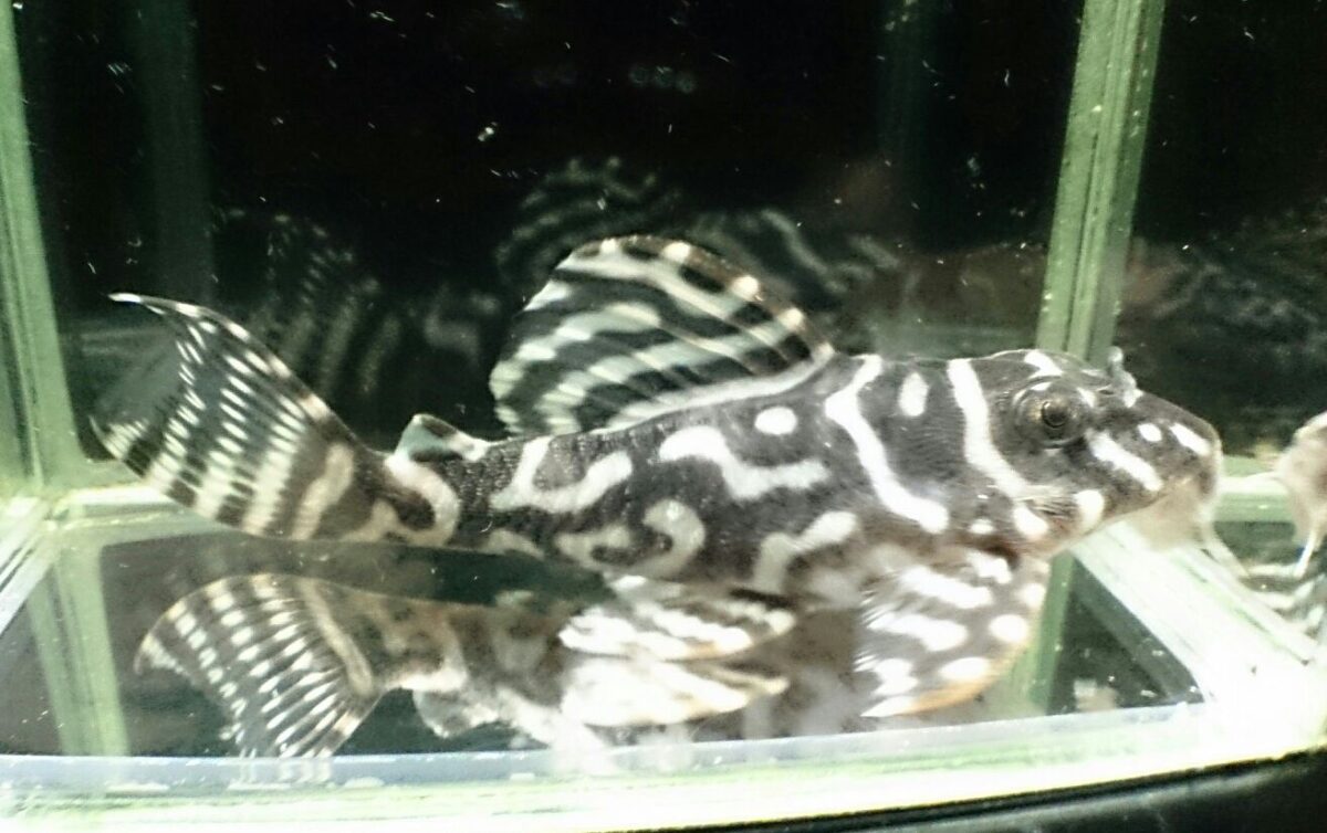 画像参加　エントリーNO008