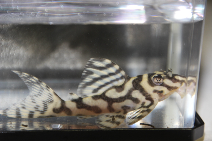 エントリーNO015