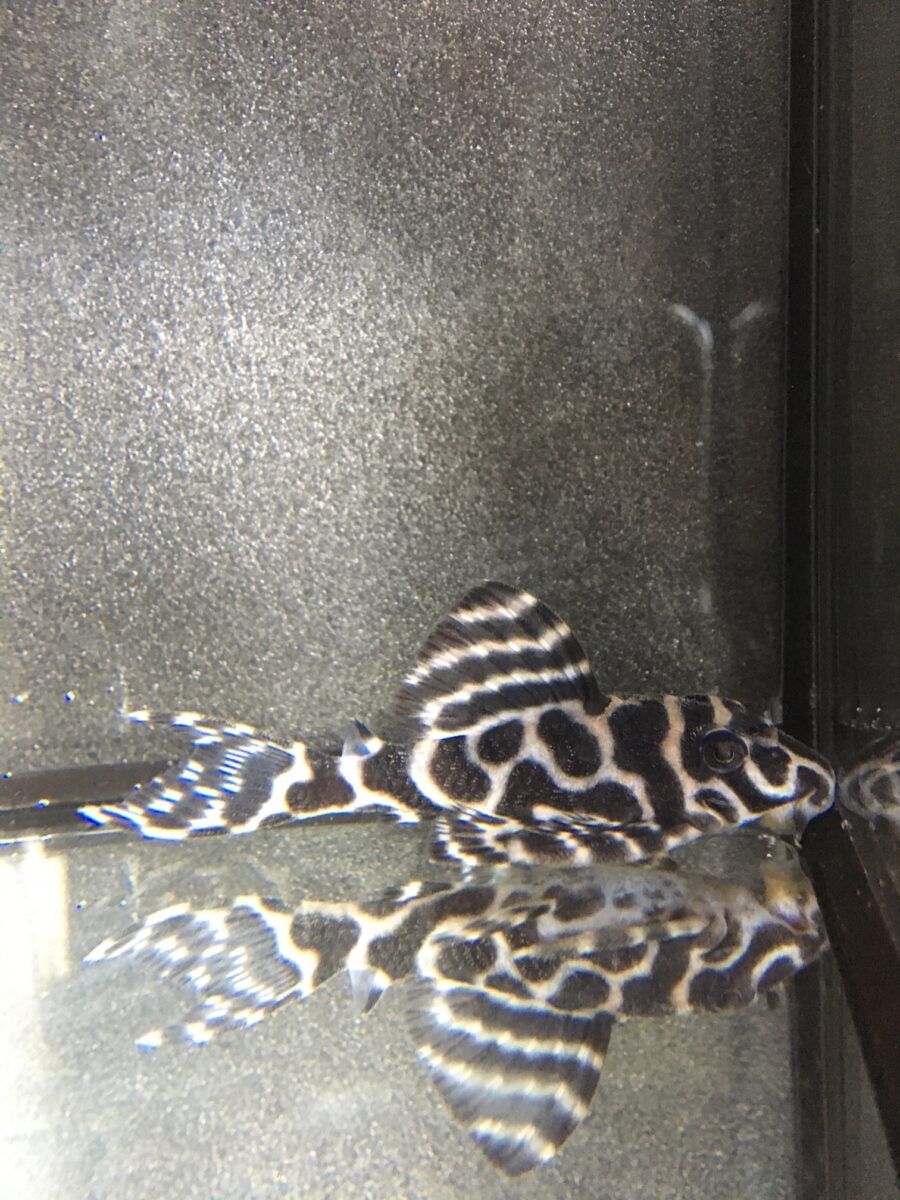 エントリーNO017