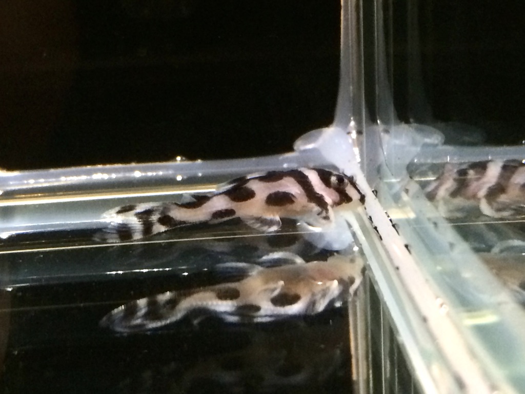 画像参加　エントリーNO037