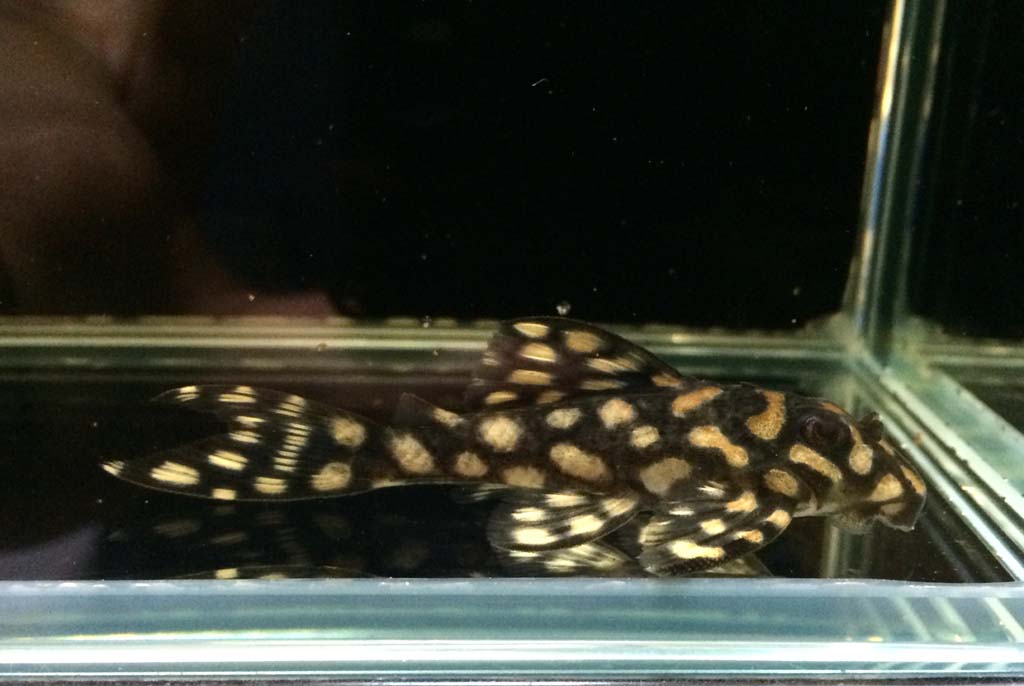 エントリーNO059