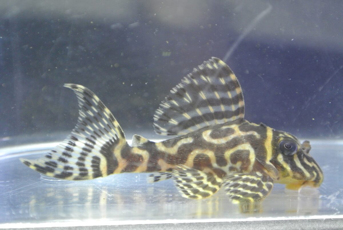 エントリーNO096