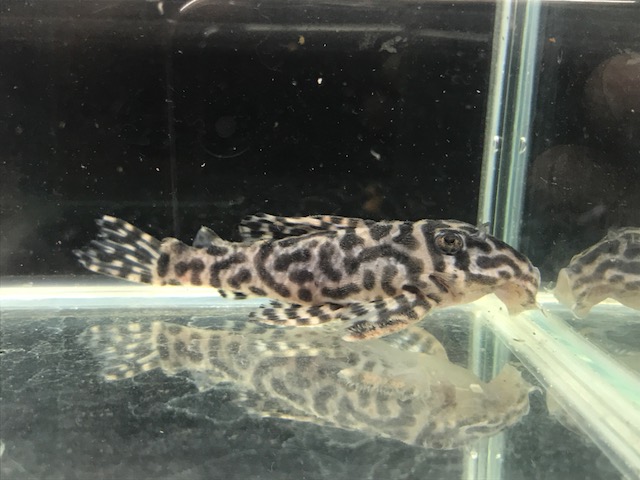 画像参加　エントリーNO007