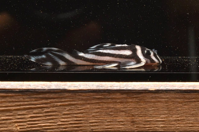 エントリーNO002