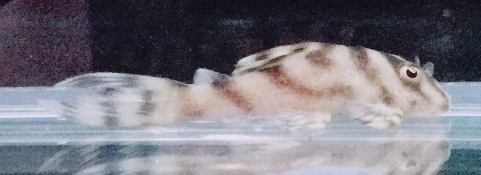 エントリーNO098