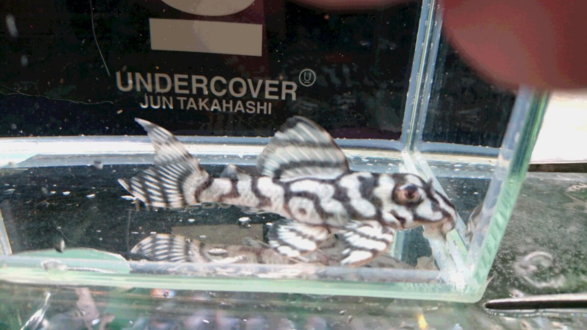 画像参加　エントリーNO031