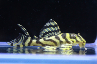 画像参加　エントリーNO030