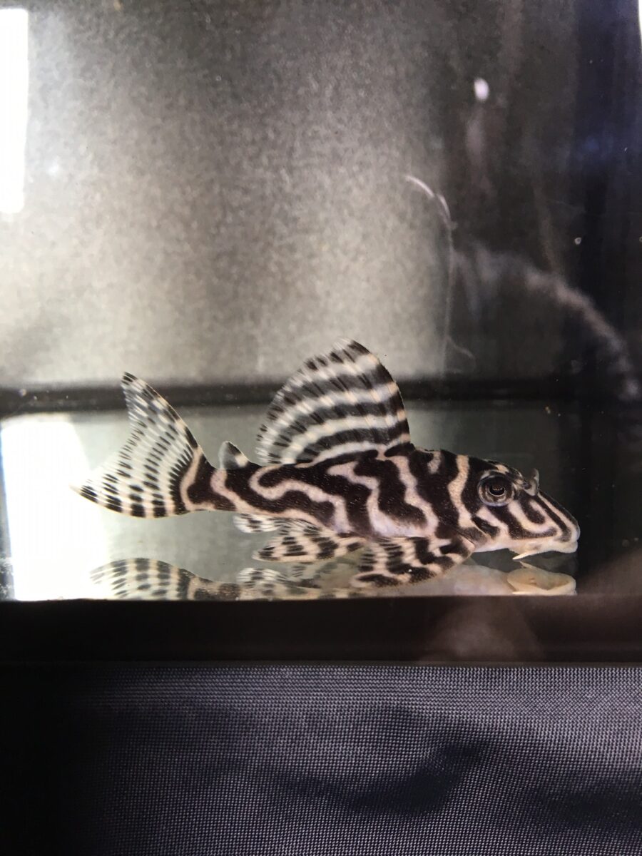 エントリーNO016